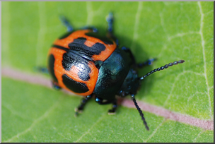 Photo: Orange Beetle 01a HiRes