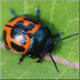 Photo: Orange Beetle 01b HiRes – Abcteach