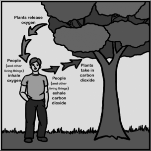 Clip Art: Oxygen/Carbon Dioxide Cycle Grayscale – Abcteach