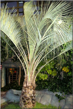 Photo: Palm Tree 01 LowRes – Abcteach