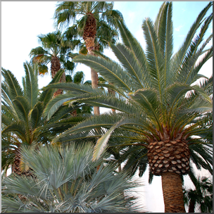 Photo: Palm Trees 01 HiRes