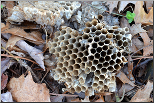 Photo: Paper Wasp Nest 01a HiRes
