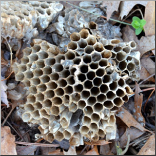Photo: Paper Wasp Nest 01b LowRes