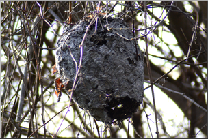 Photo: Paper Wasp Nest 02a HiRes