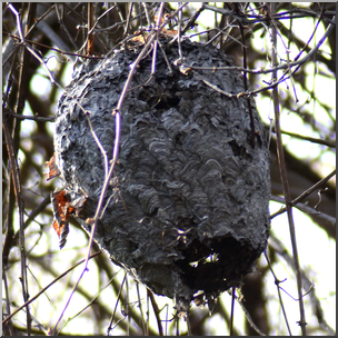Photo: Paper Wasp Nest 02b HiRes