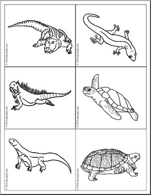 Science: Picture Cards: Reptile/Amphibian (b/w)