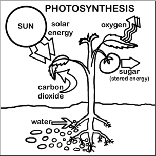 Clip Art: Photosynthesis B&W