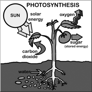 Clip Art: Photosynthesis Grayscale