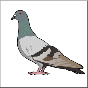 Clip Art: Pigeon Color 2 – Abcteach