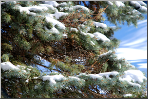 Photo: Pine Branches and Snow 01a HiRes