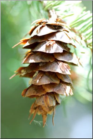 Photo: Pine Cone 01 LowRes