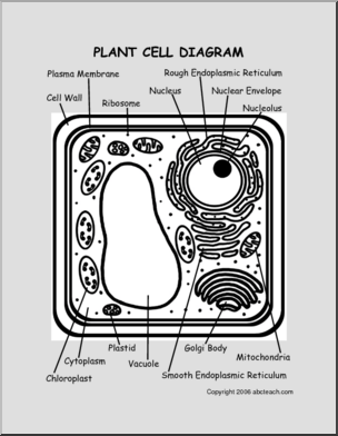 Diagram: Plant Cell