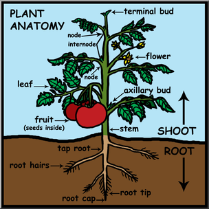 Clip Art: Plant Anatomy Labeled Color – Abcteach