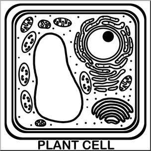 Clip Art: Cells: Plant Unlabeled B&W – Abcteach
