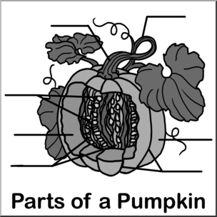Clip Art: Pumpkin Cut Away Grayscale Unlabeled