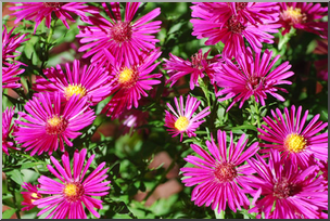 Photo: Purple Flowers 02 LowRes – Abcteach