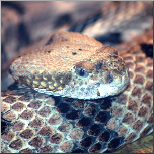Photo: Rattlesnake 01b HiRes