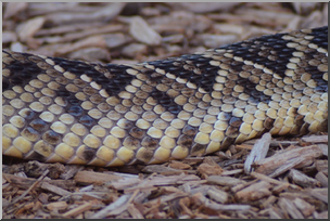 Photo: Rattlesnake Skin 01 LowRes