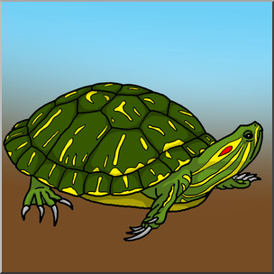 Clip Art: Red Eared Slider Turtle Color – Abcteach