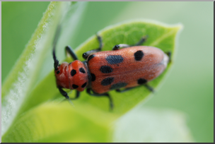 Photo: Red Beetle 01a HiRes