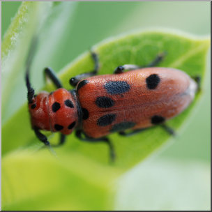 Photo: Red Beetle 01b HiRes