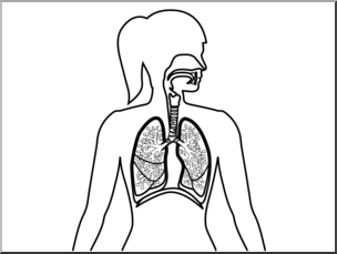 Clip Art: Human Anatomy: Respiratory System B&W Blank – Abcteach