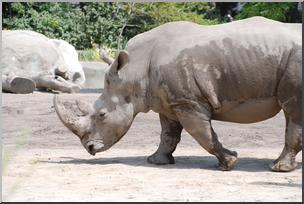 Photo: Rhinoceros 01 HiRes