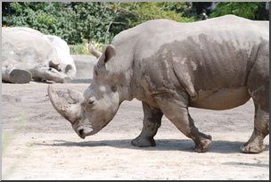 Photo: Rhinoceros 01 LowRes