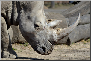Photo: Rhinoceros 02 LowRes