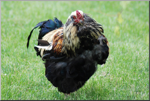 Photo: Rooster 04a LowRes