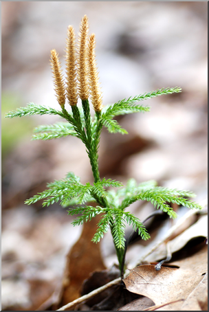 Photo: Sapling 01 HiRes – Abcteach