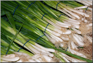 Photo: Scallions 01a LowRes