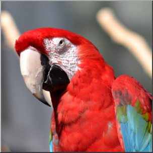 Photo: Scarlet Macaw 01b LowRes
