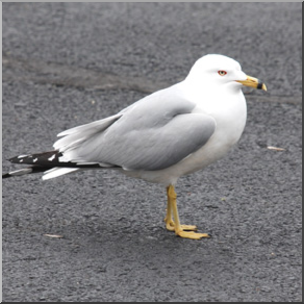 Photo: Sea Gull 03 LowRes – Abcteach