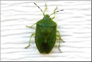 Photo: Shield Bug 01a LowRes