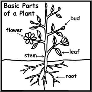Clip Art: Basic Plant Anatomy Labeled B&W – Abcteach