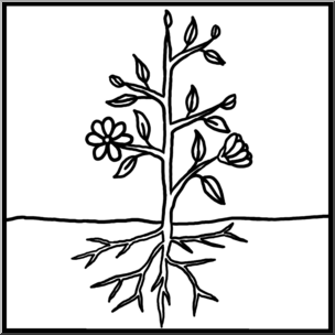 Clip Art: Basic Plant Anatomy Unlabeled B&W – Abcteach