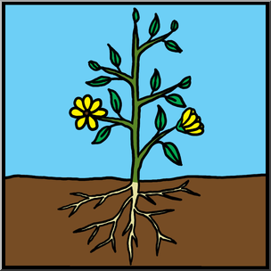 Clip Art: Basic Plant Anatomy Unlabeled Color