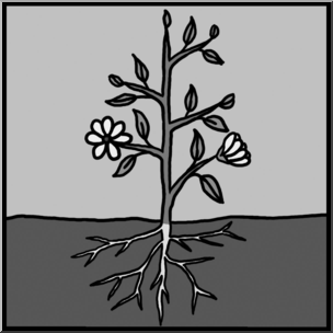 Clip Art: Basic Plant Anatomy Unlabeled Grayscale – Abcteach