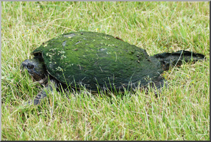 Photo: Snapping Turtle 01 LowRes