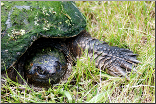 Photo: Snapping Turtle 02 HiRes