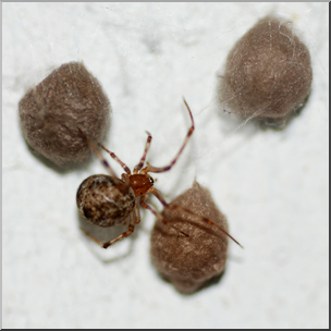 Photo: Spider with Egg Sacks 01 HiRes