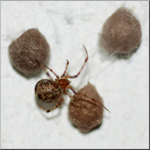 Photo: Spider with Egg Sacks 01 LowRes