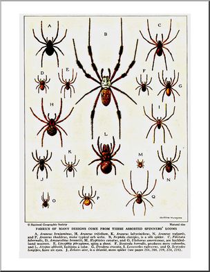 Chart: Spiders #1