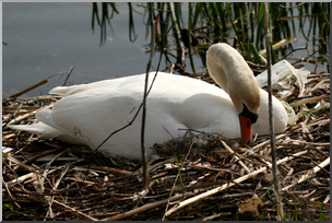 Photo: Swan 01 LowRes