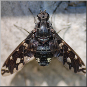 Photo: Tiger Bee Fly 01b HiRes
