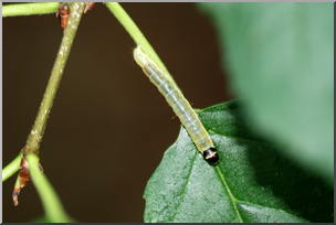 Photo: Tiny Caterpillar 01a HiRes