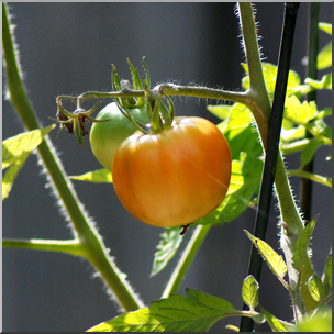 Photo: Tomato Plant 01b HiRes