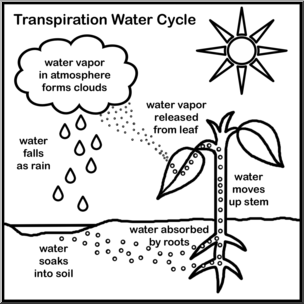 Clip Art: Transpiration of Water Cycle B&W – Abcteach