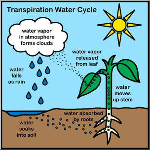Clip Art: Transpiration of Water Cycle Color